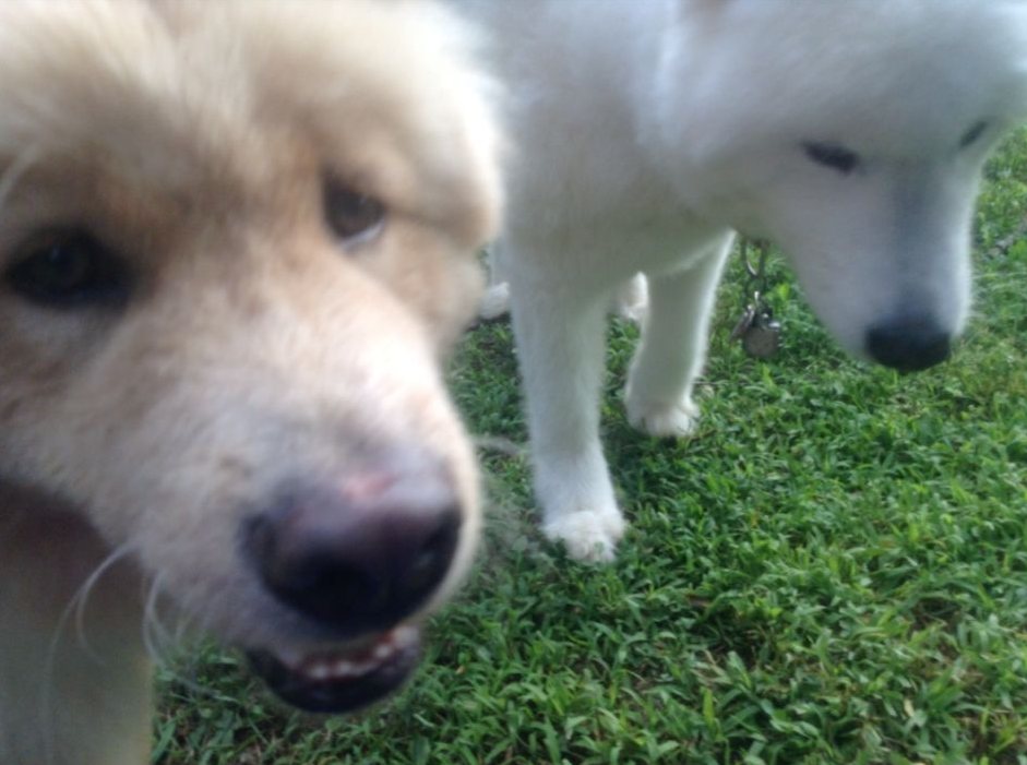 Close-up of Buddy's face