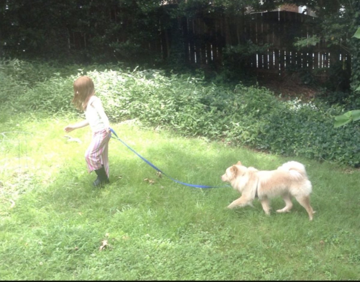 Buddy being walked on a lead in the garden
